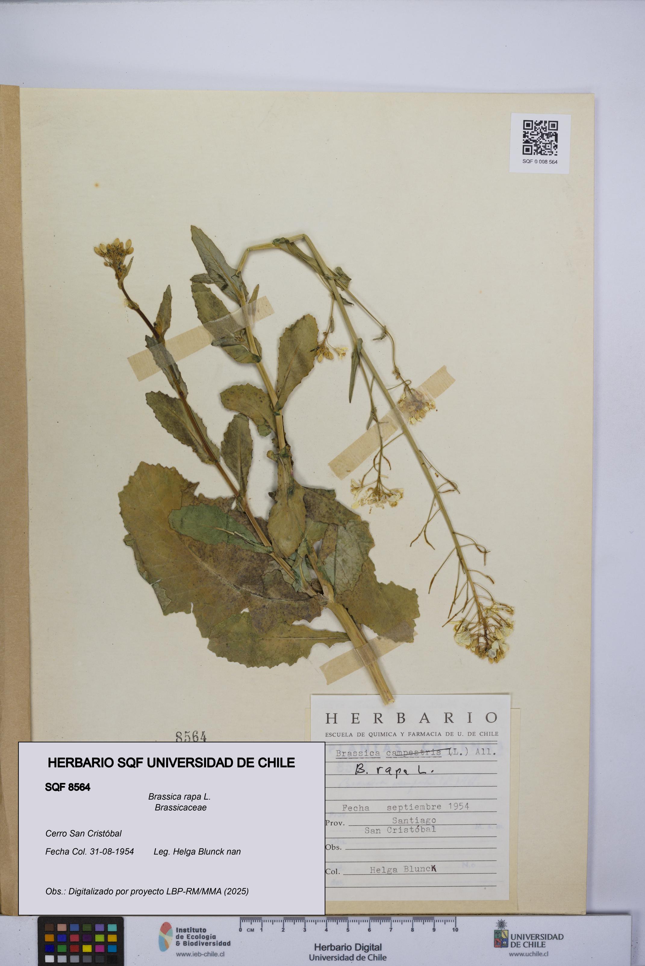 Brassica rapa [Espécimen: UCH:SQF:0008564]