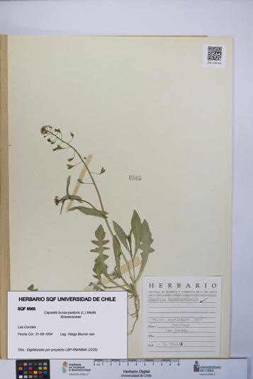 Capsella bursa-pastoris [Espécimen: UCH:SQF:0008565]