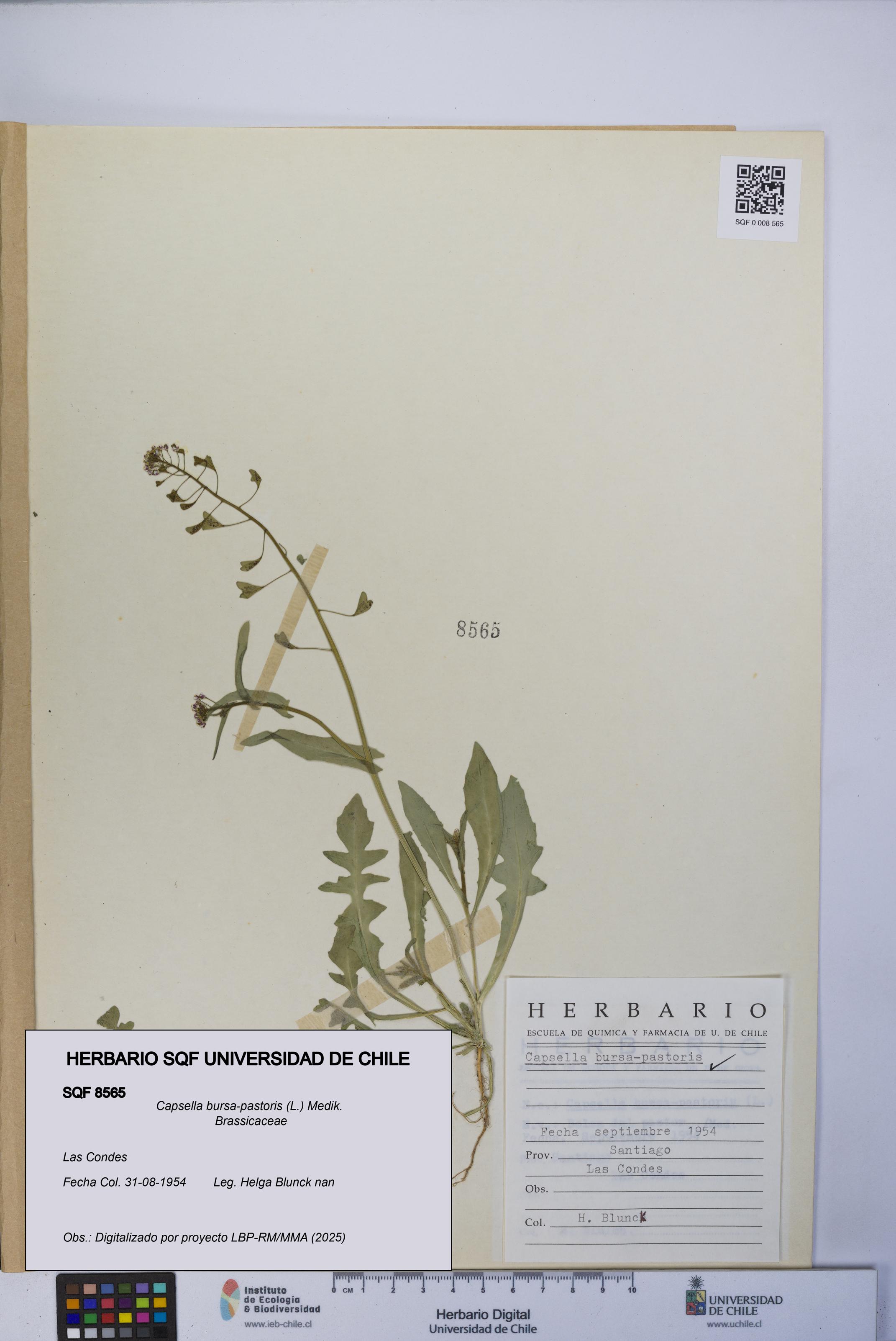 Capsella bursa-pastoris [Espécimen: UCH:SQF:0008565]