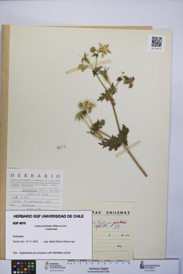 Loasa prostrata [Espécimen: UCH:SQF:0008575]