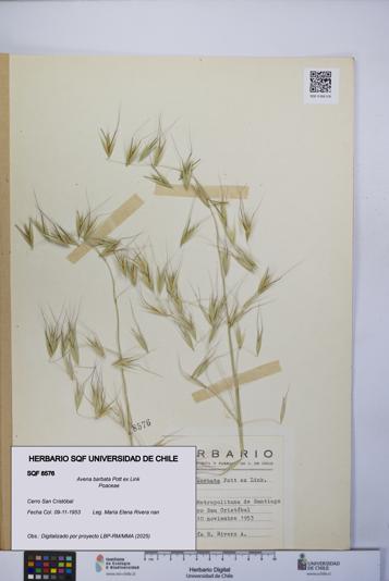 Avena barbata [Espécimen: UCH:SQF:0008576]