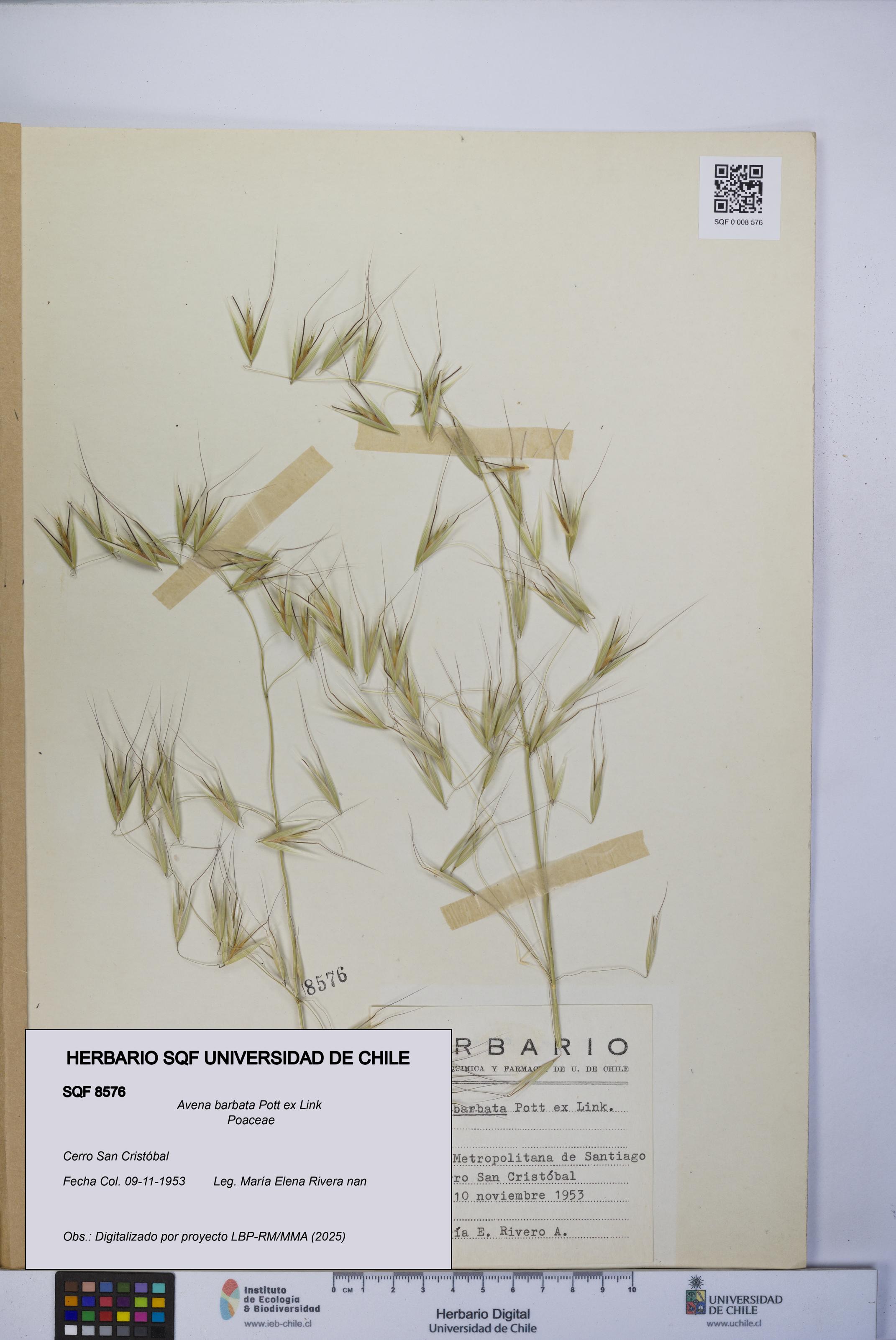 Avena barbata [Espécimen: UCH:SQF:0008576]