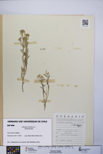 Lobularia maritima [Espécimen: UCH:SQF:0008580]