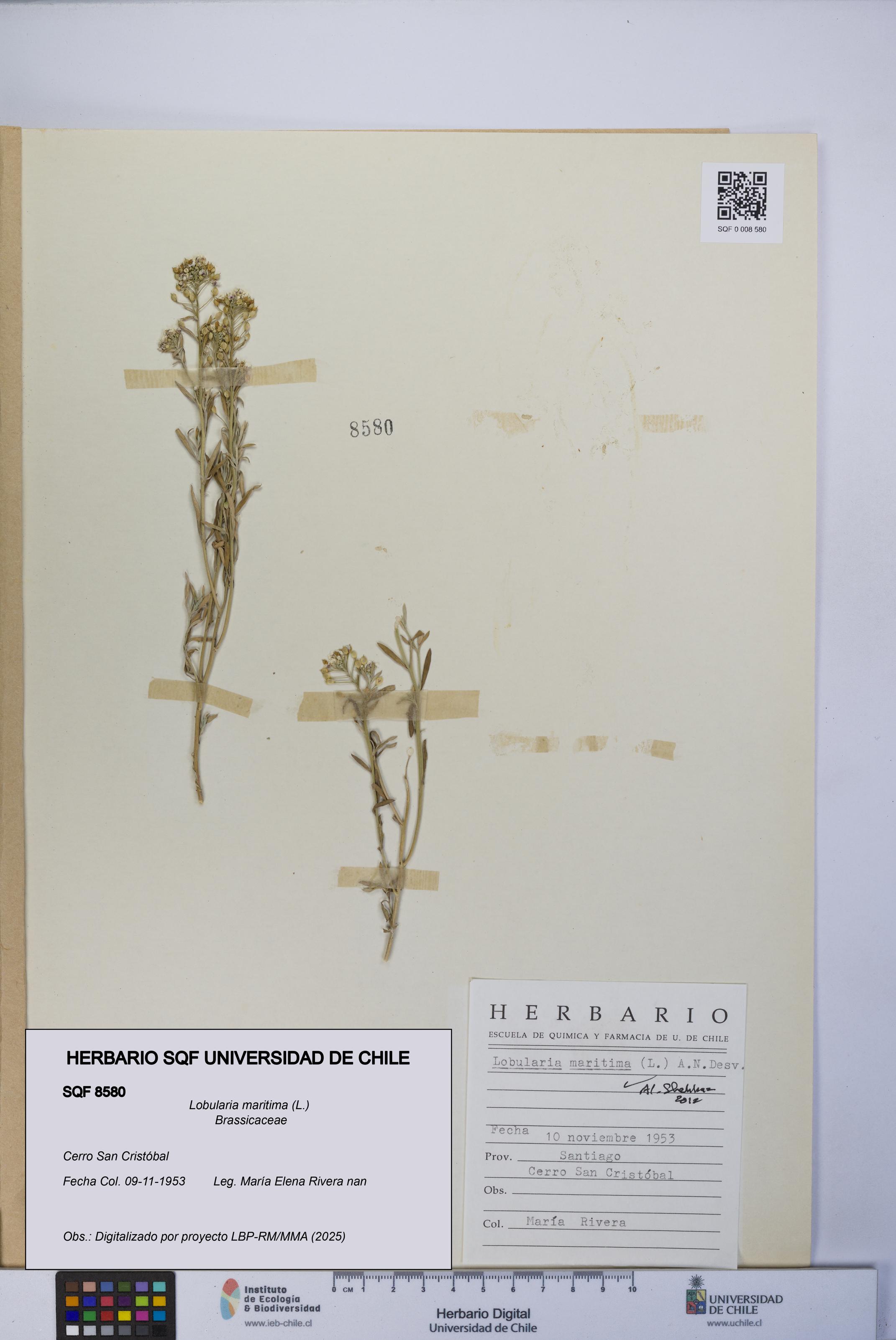 Lobularia maritima [Espécimen: UCH:SQF:0008580]
