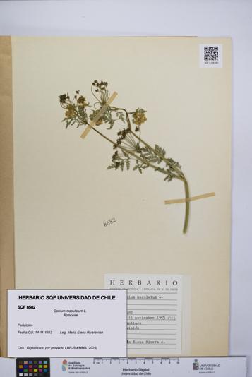 Conium maculatum [Espécimen: UCH:SQF:0008582]