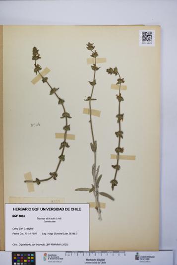 Stachys albicaulis [Espécimen: UCH:SQF:0008834]