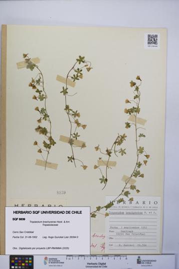 Tropaeolum brachyceras [Espécimen: UCH:SQF:0008839]