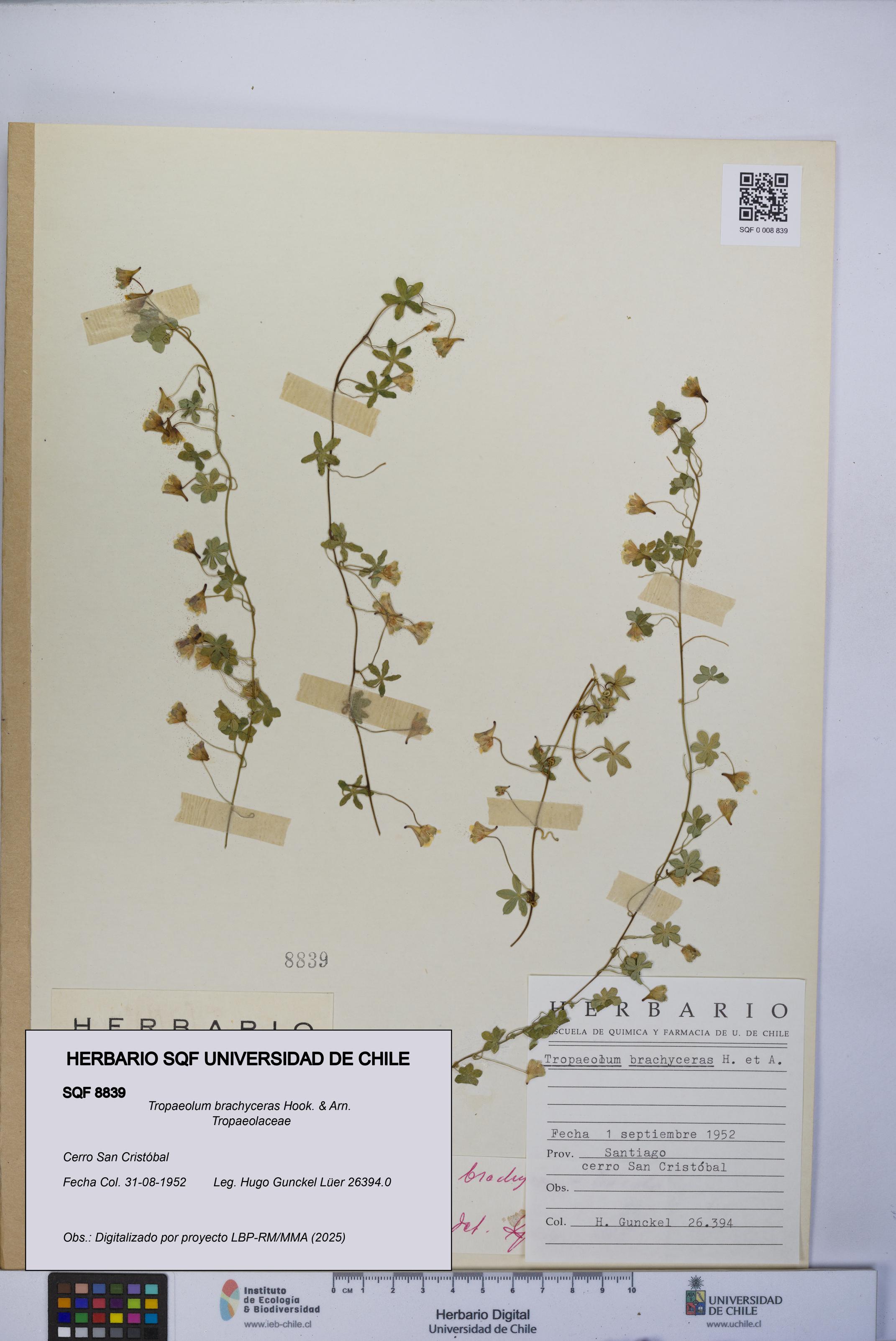 Tropaeolum brachyceras [Espécimen: UCH:SQF:0008839]