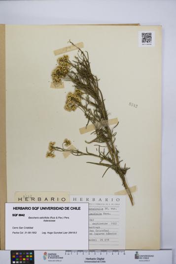 Baccharis salicifolia [Espécimen: UCH:SQF:0008842]