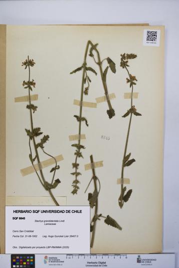 Stachys grandidentata [Espécimen: UCH:SQF:0008845]