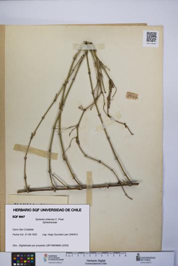 Ephedra chilensis [Espécimen: UCH:SQF:0008847]