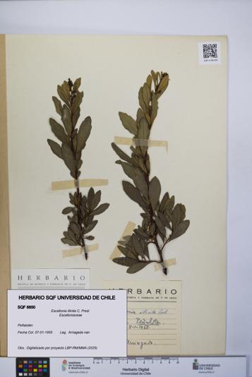 Escallonia illinita [Espécimen: UCH:SQF:0008850]