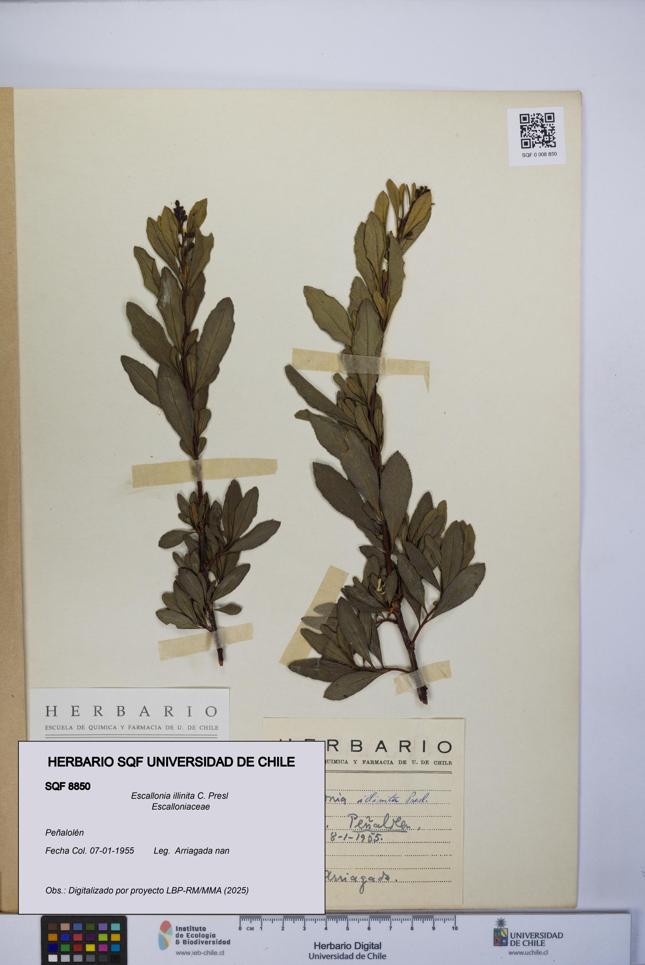 Escallonia illinita [Espécimen: UCH:SQF:0008850]