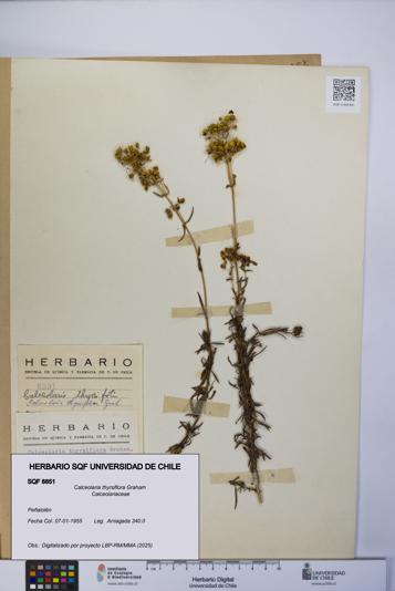 Calceolaria thyrsiflora [Espécimen: UCH:SQF:0008851]