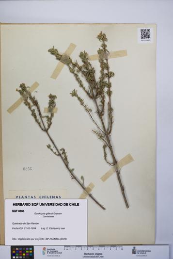 Gardoquia gilliesii [Espécimen: UCH:SQF:0008856]