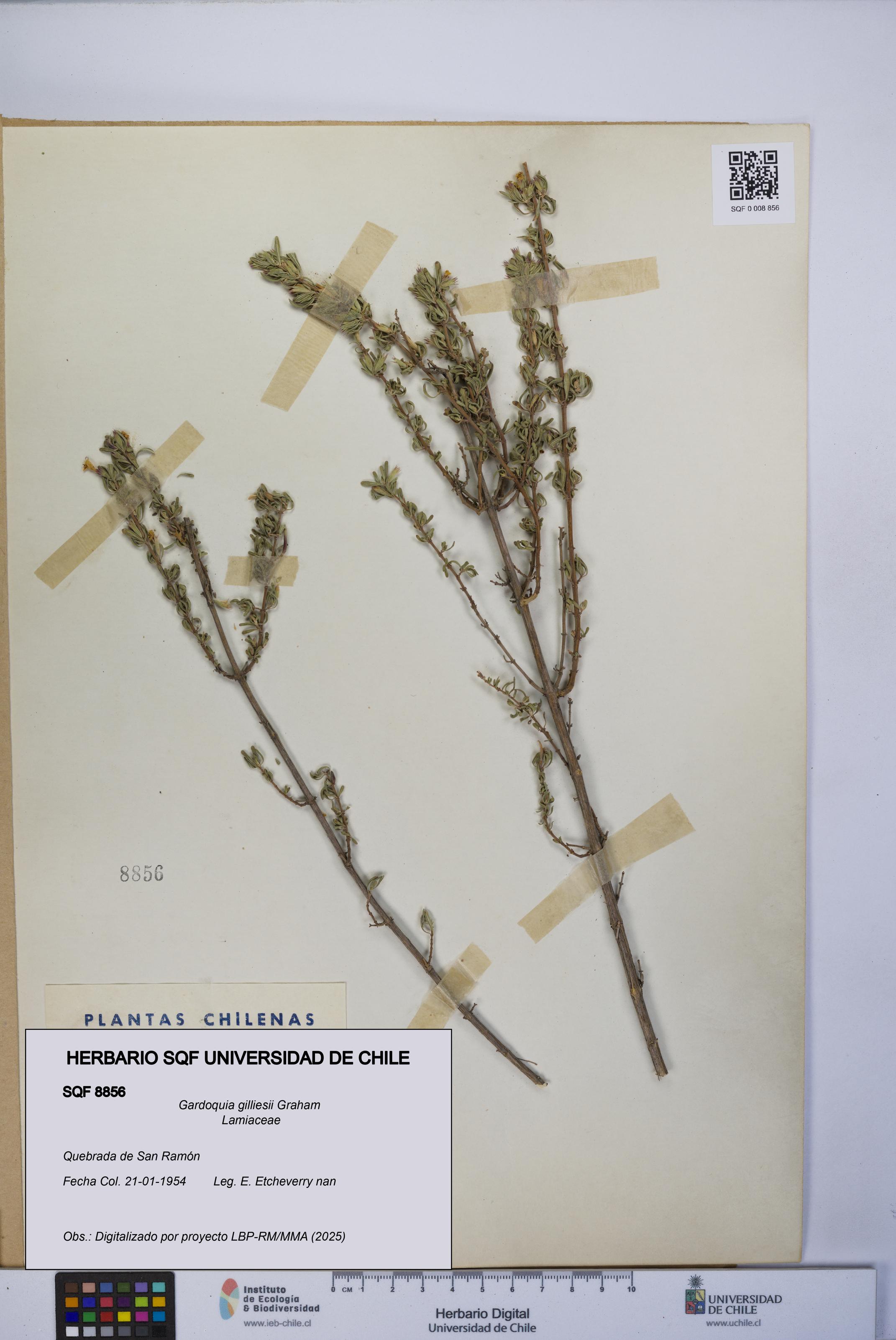 Gardoquia gilliesii [Espécimen: UCH:SQF:0008856]