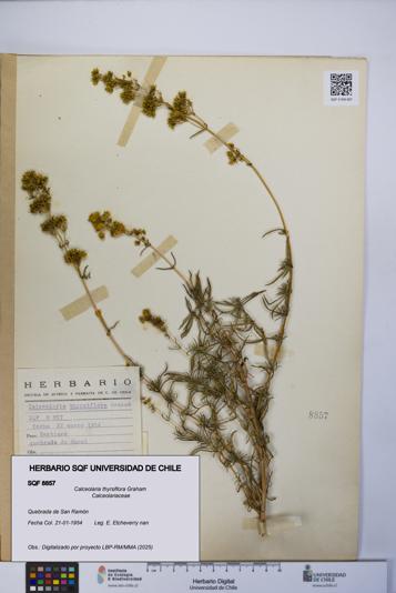 Calceolaria thyrsiflora [Espécimen: UCH:SQF:0008857]