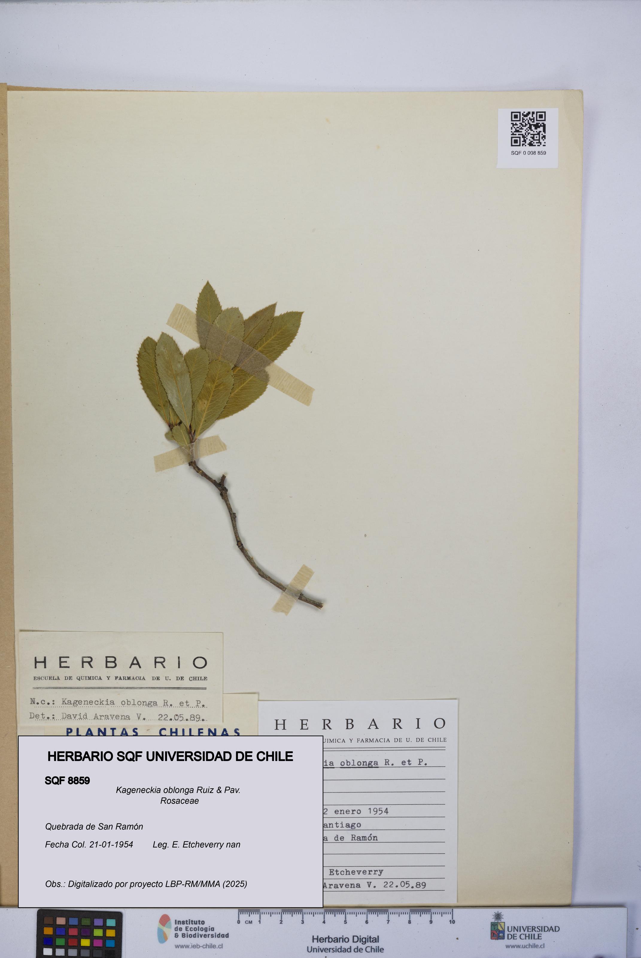 Kageneckia oblonga [Espécimen: UCH:SQF:0008859]