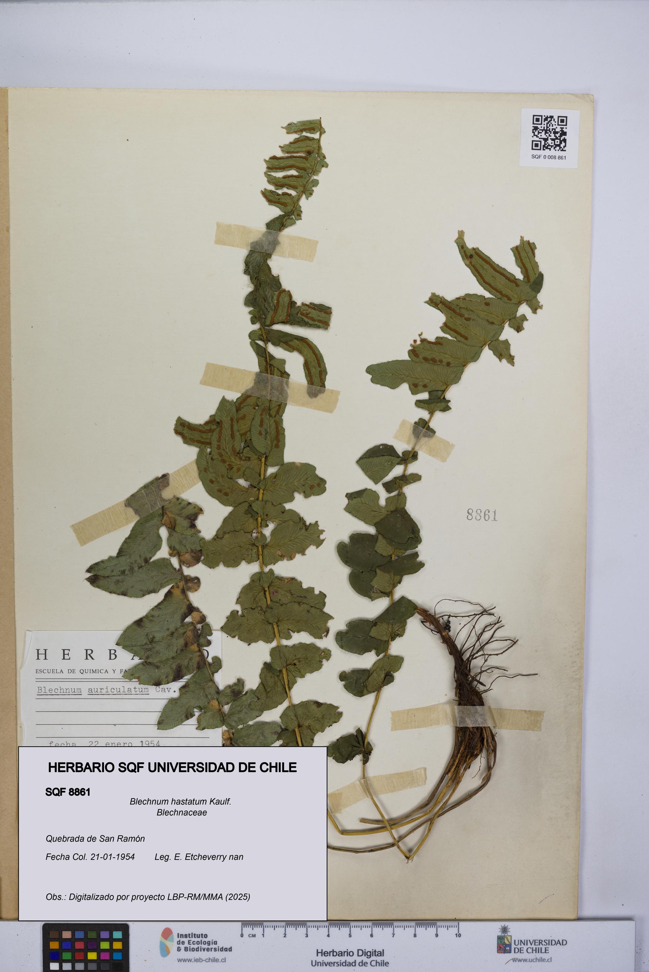 Blechnum hastatum [Espécimen: UCH:SQF:0008861]