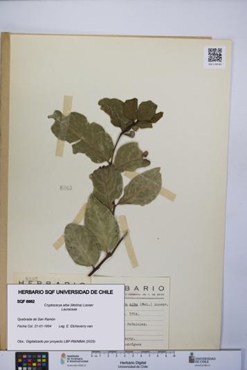 Cryptocarya alba [Espécimen: UCH:SQF:0008862]