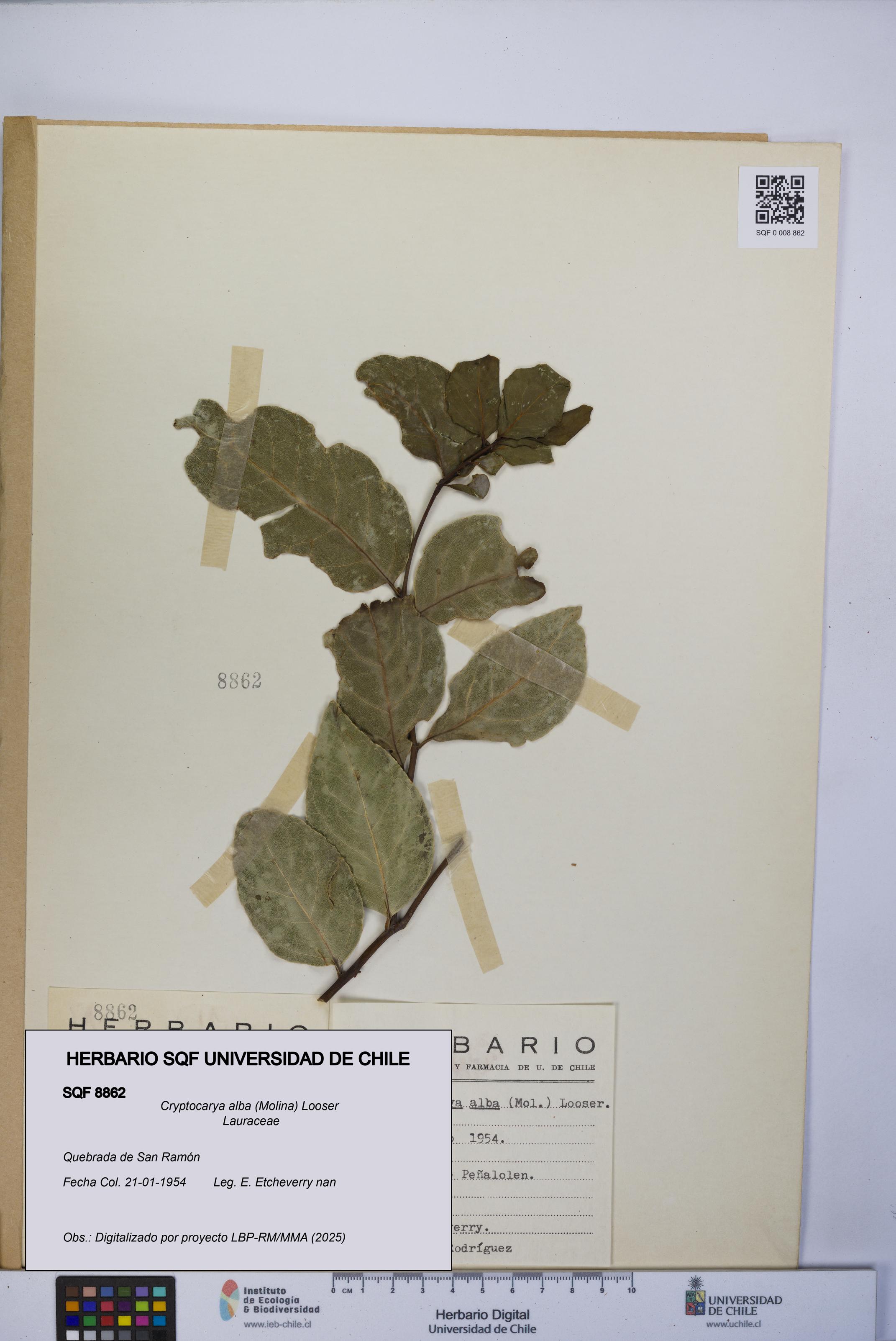 Cryptocarya alba [Espécimen: UCH:SQF:0008862]