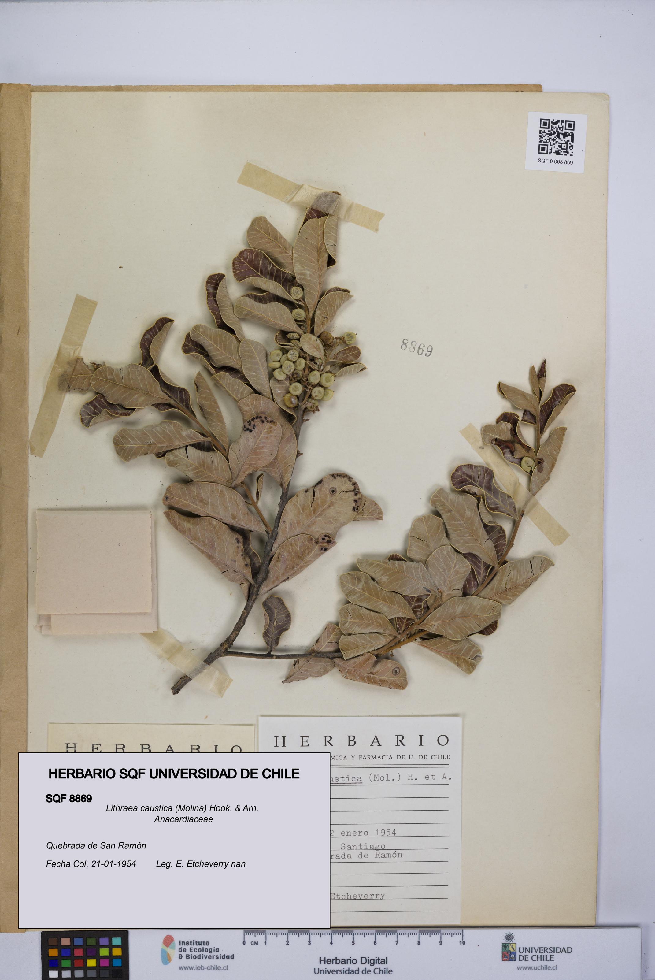 Lithraea caustica [Espécimen: UCH:SQF:0008869]