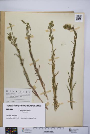 Madia sativa [Espécimen: UCH:SQF:0008938]