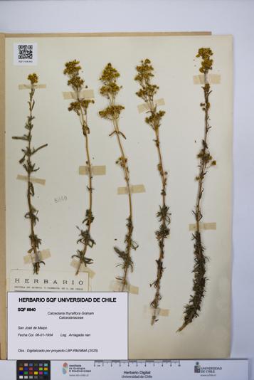 Calceolaria thyrsiflora [Espécimen: UCH:SQF:0008940]