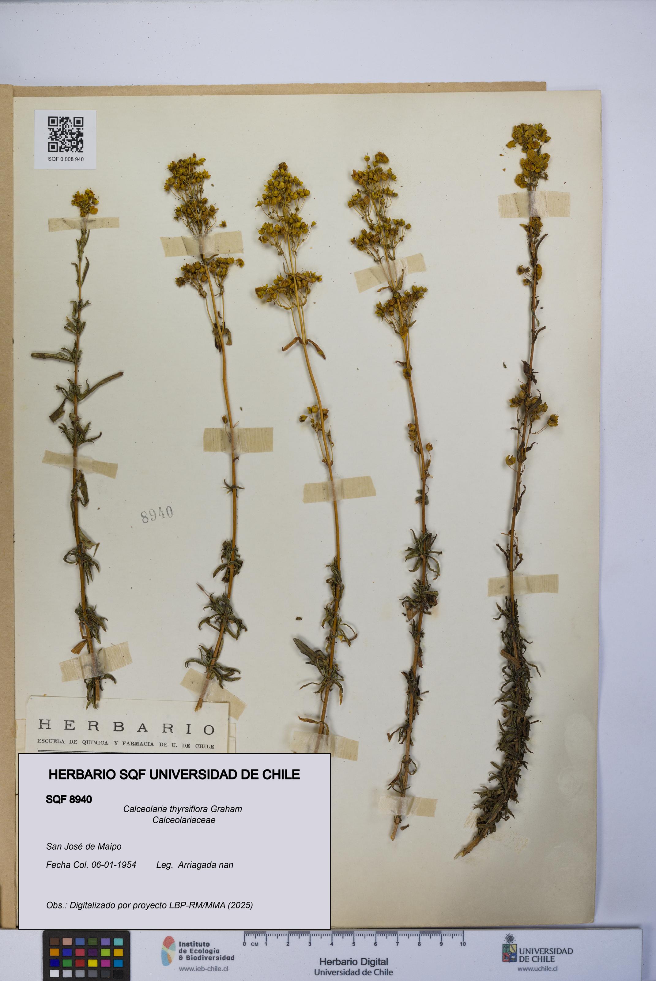 Calceolaria thyrsiflora [Espécimen: UCH:SQF:0008940]