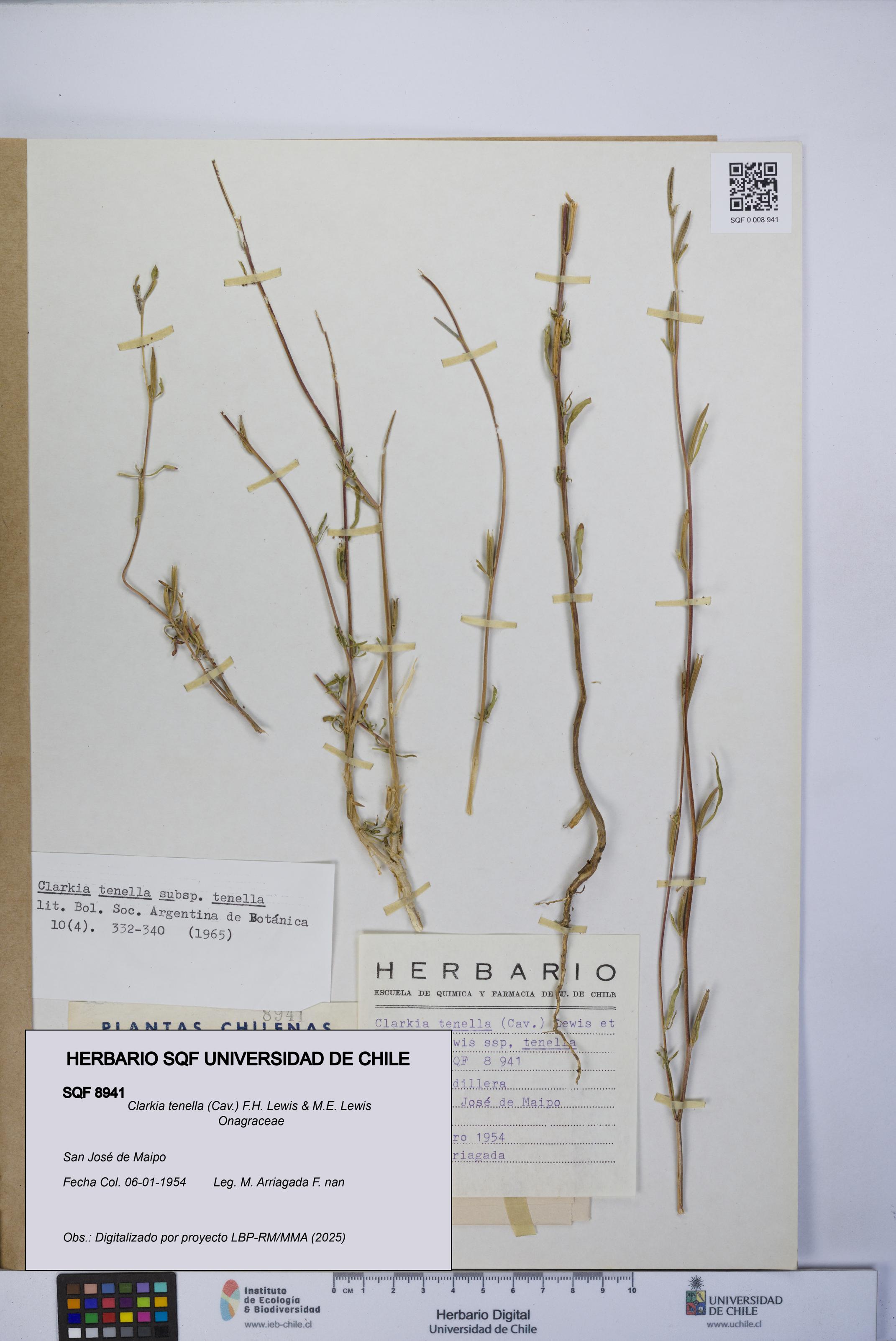 Clarkia tenella [Espécimen: UCH:SQF:0008941]