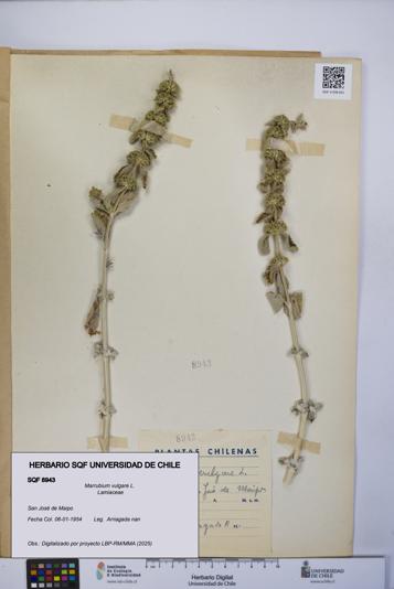 Marrubium vulgare [Espécimen: UCH:SQF:0008943]