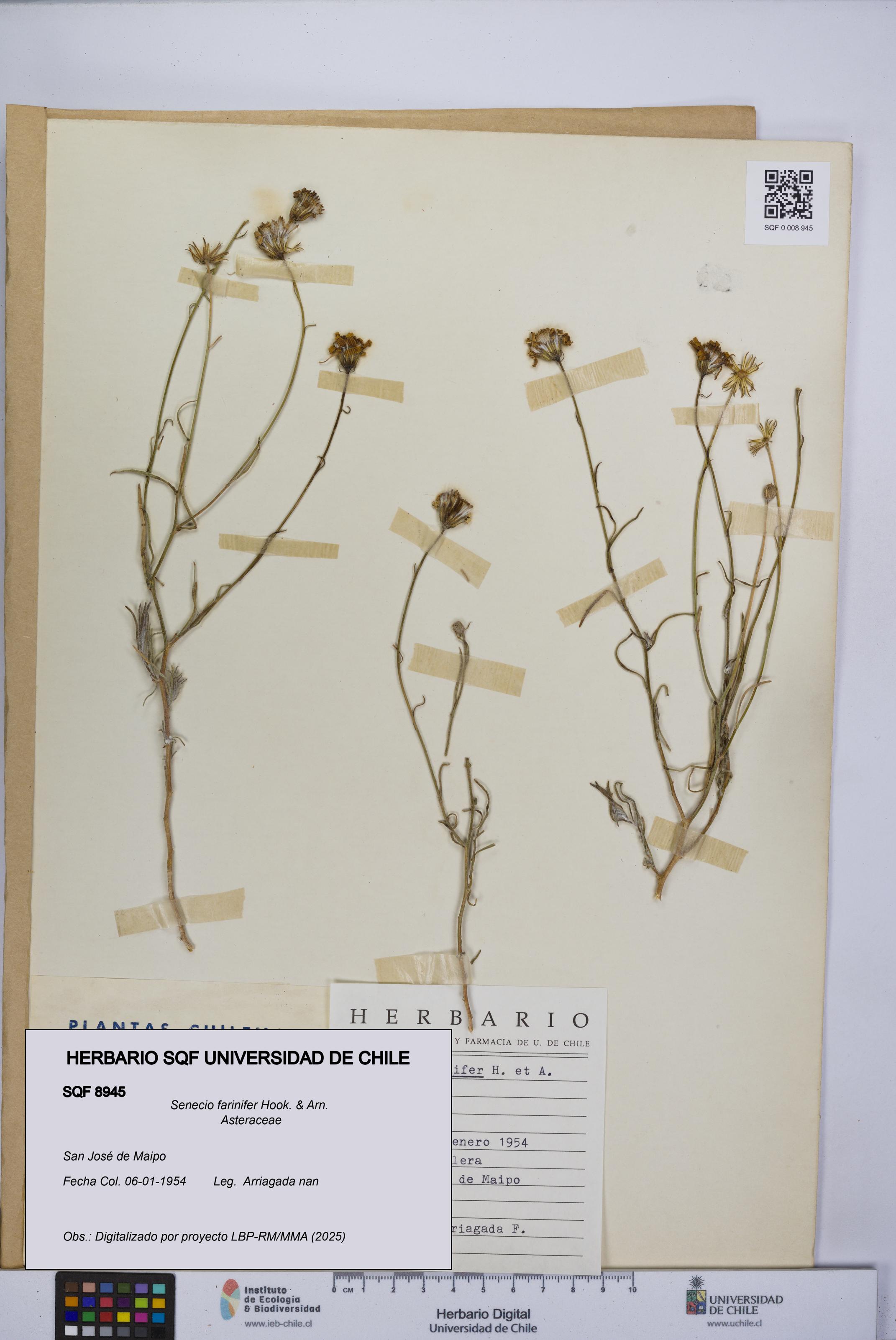 Senecio farinifer [Espécimen: UCH:SQF:0008945]