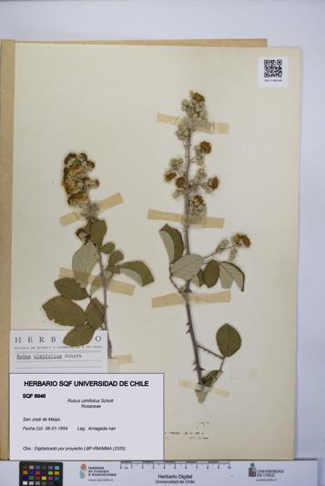 Rubus ulmifolius [Espécimen: UCH:SQF:0008946]