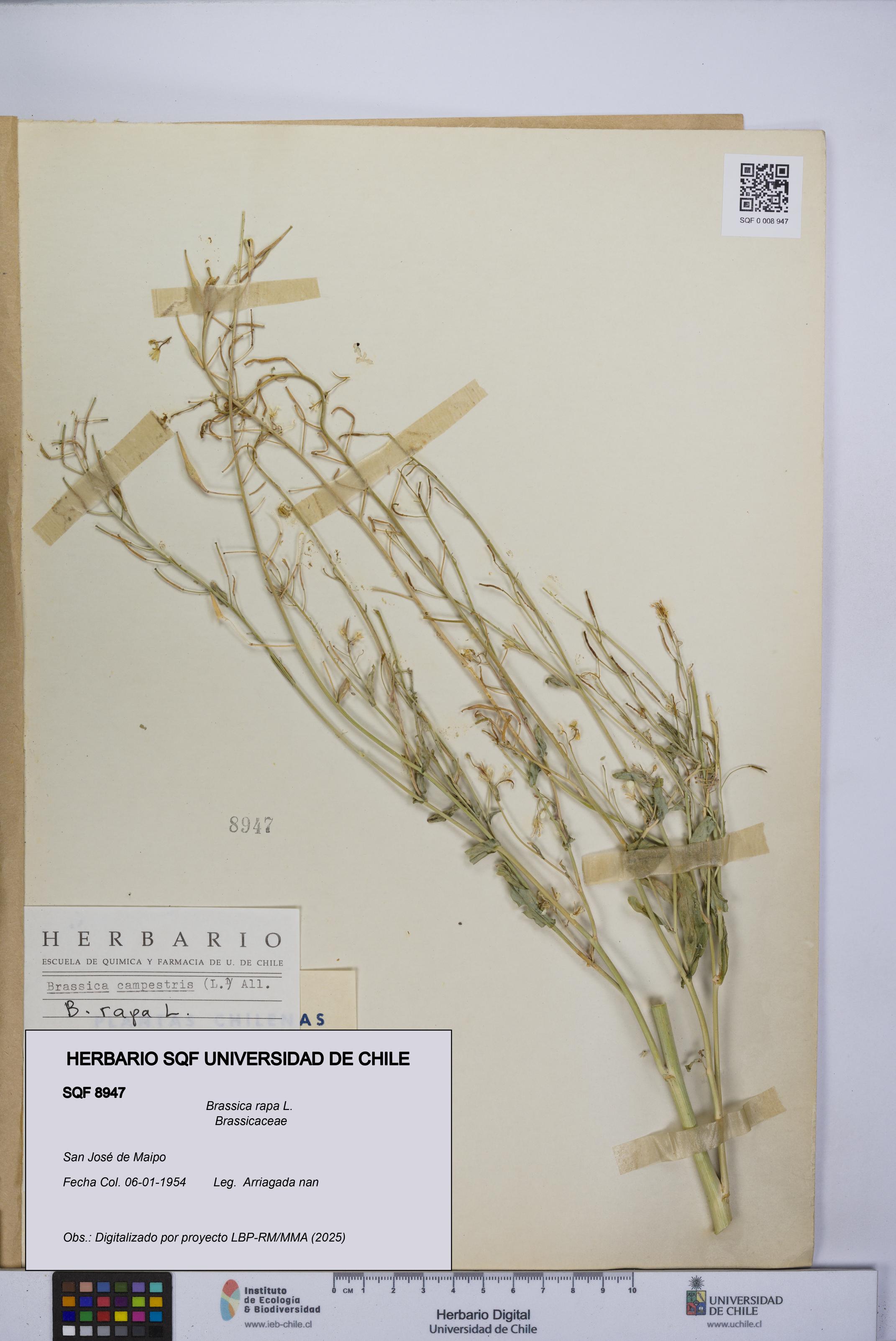 Brassica rapa [Espécimen: UCH:SQF:0008947]