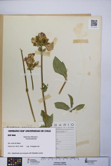 Saponaria officinalis [Espécimen: UCH:SQF:0008949]