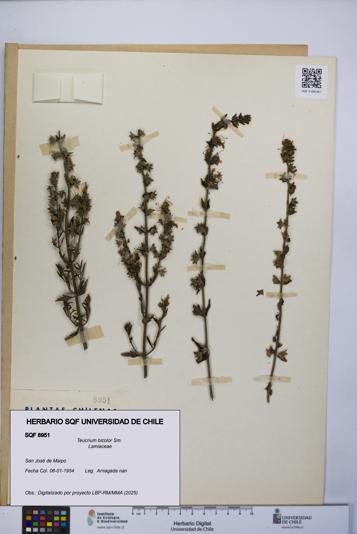 Teucrium bicolor [Espécimen: UCH:SQF:0008951]