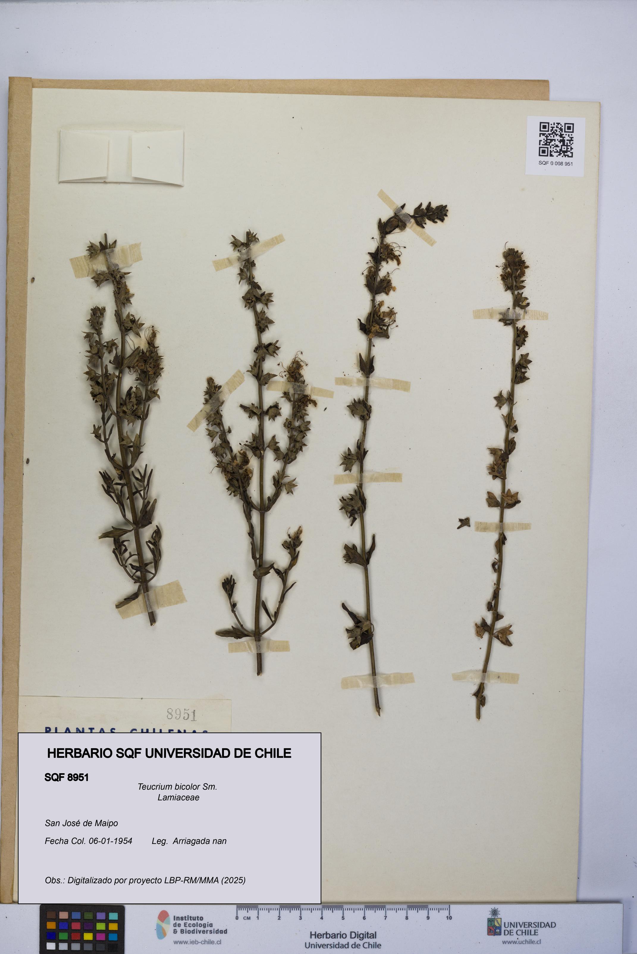 Teucrium bicolor [Espécimen: UCH:SQF:0008951]