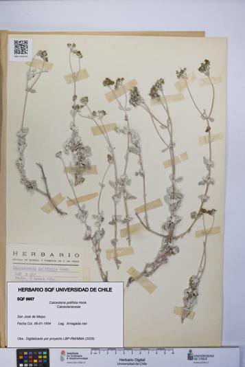 Calceolaria polifolia [Espécimen: UCH:SQF:0008957]