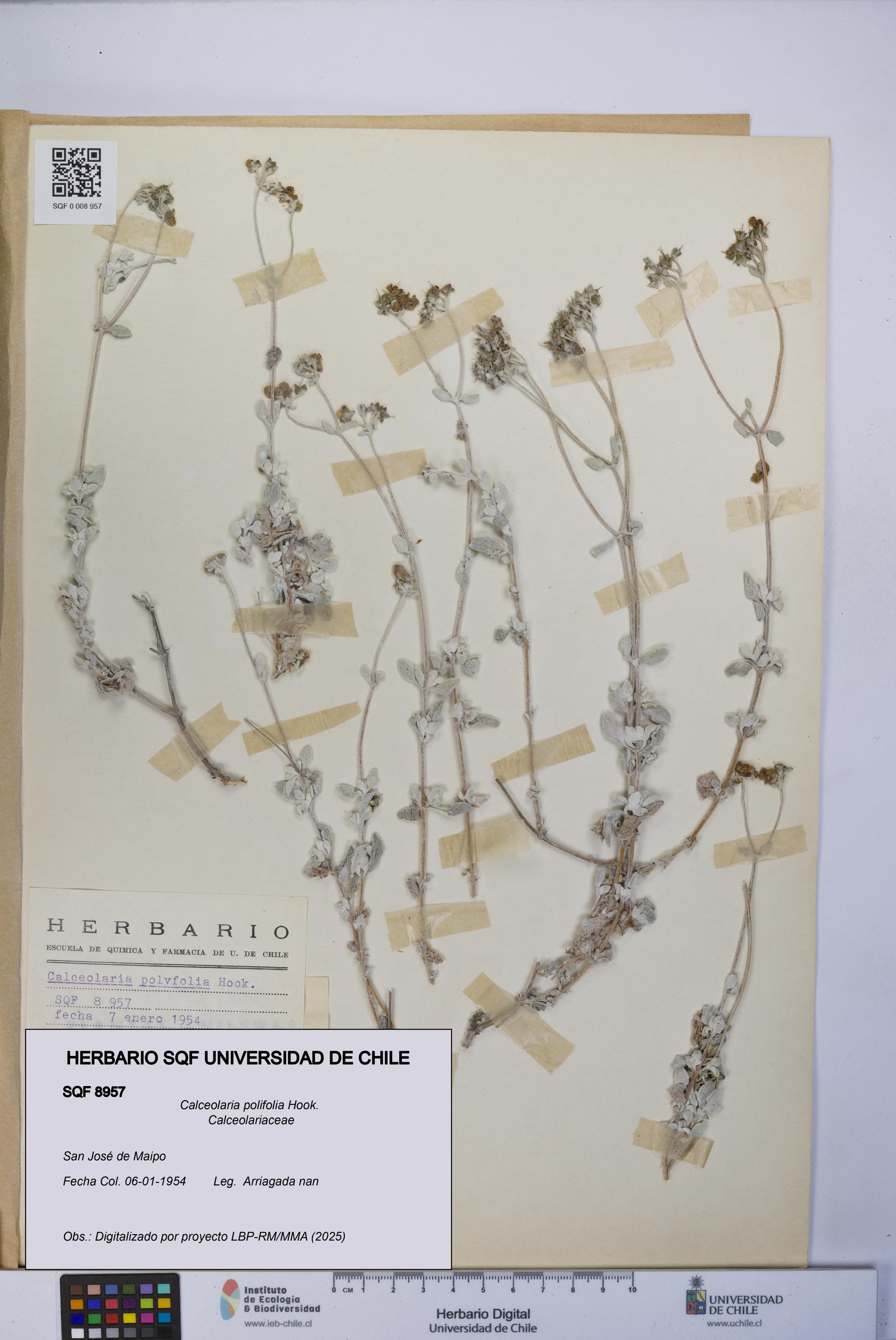 Calceolaria polifolia [Espécimen: UCH:SQF:0008957]