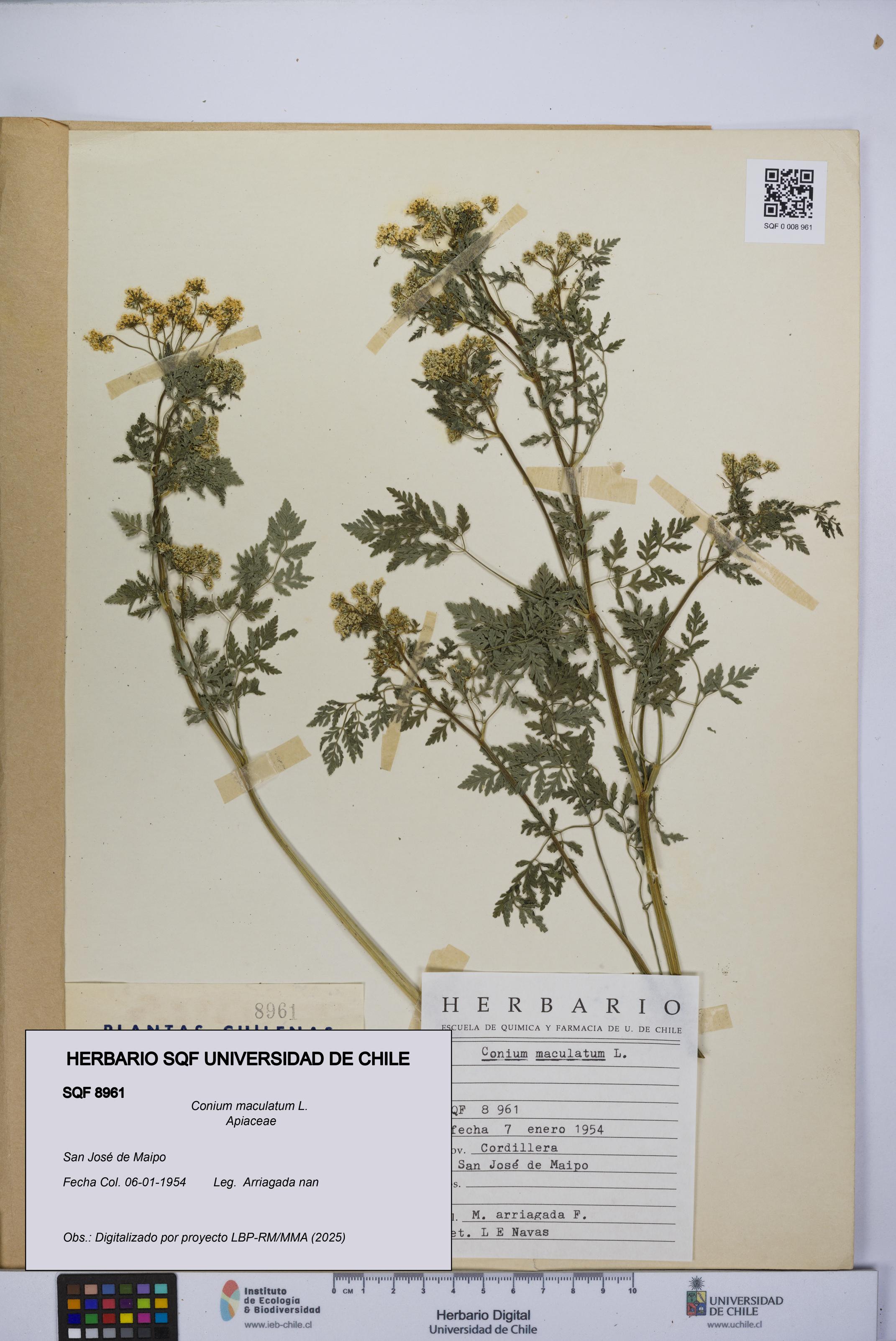 Conium maculatum [Espécimen: UCH:SQF:0008961]