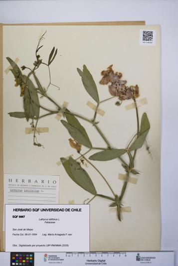 Lathyrus latifolius [Espécimen: UCH:SQF:0008967]