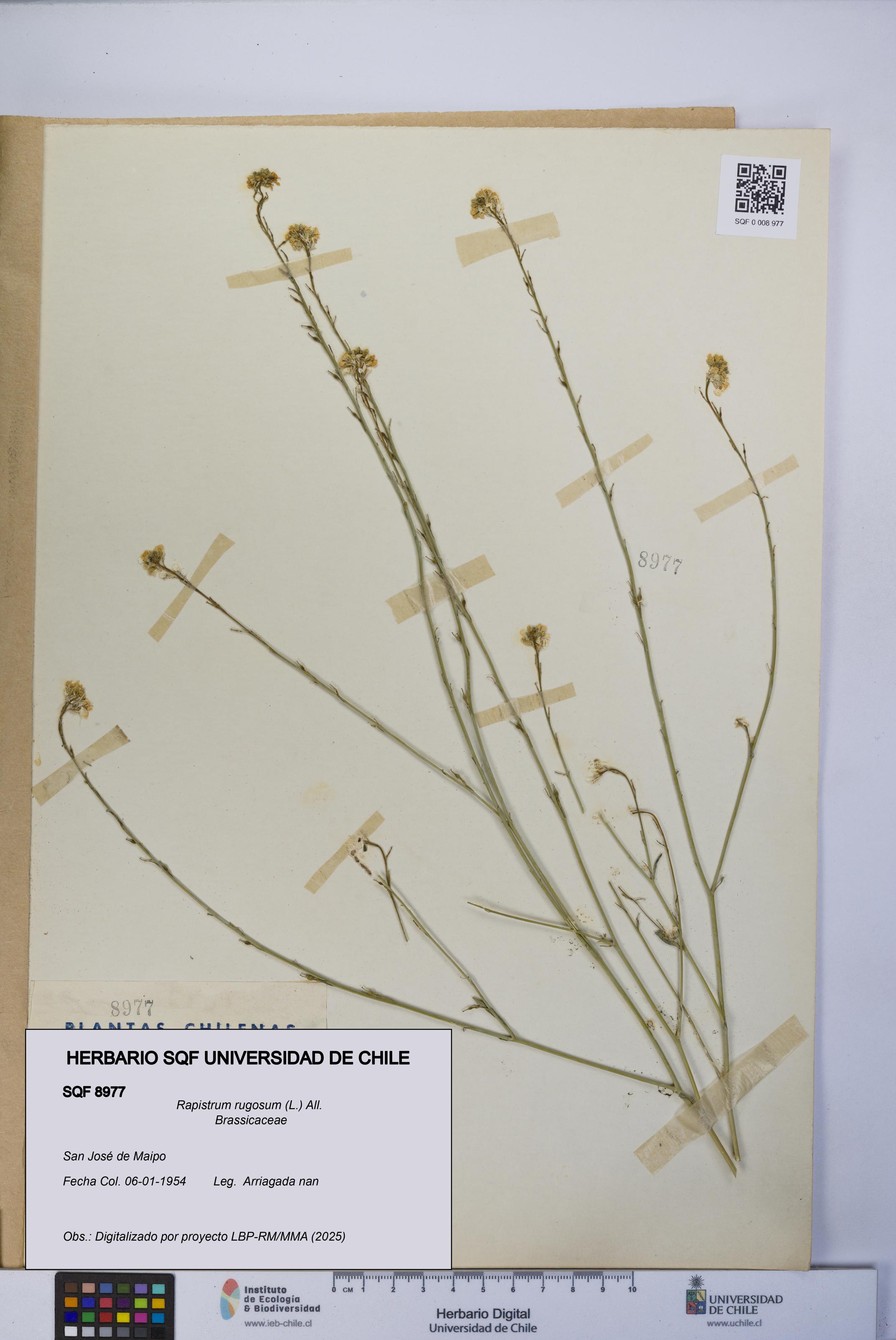 Rapistrum rugosum [Espécimen: UCH:SQF:0008977]