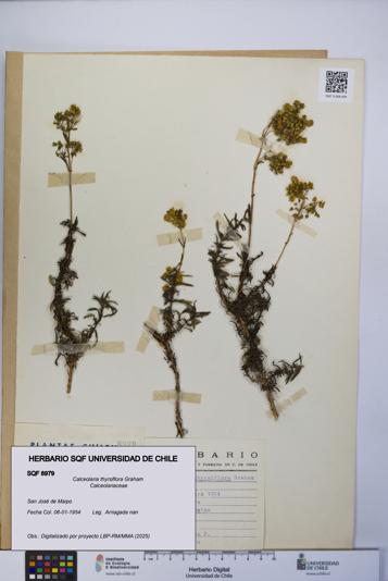 Calceolaria thyrsiflora [Espécimen: UCH:SQF:0008979]