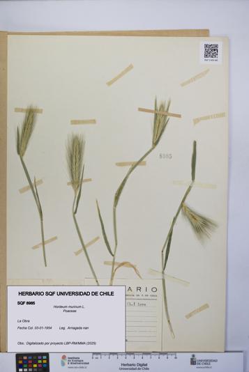 Hordeum murinum [Espécimen: UCH:SQF:0008985]