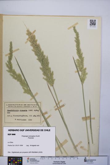 Polypogon elongatus [Espécimen: UCH:SQF:0008986]