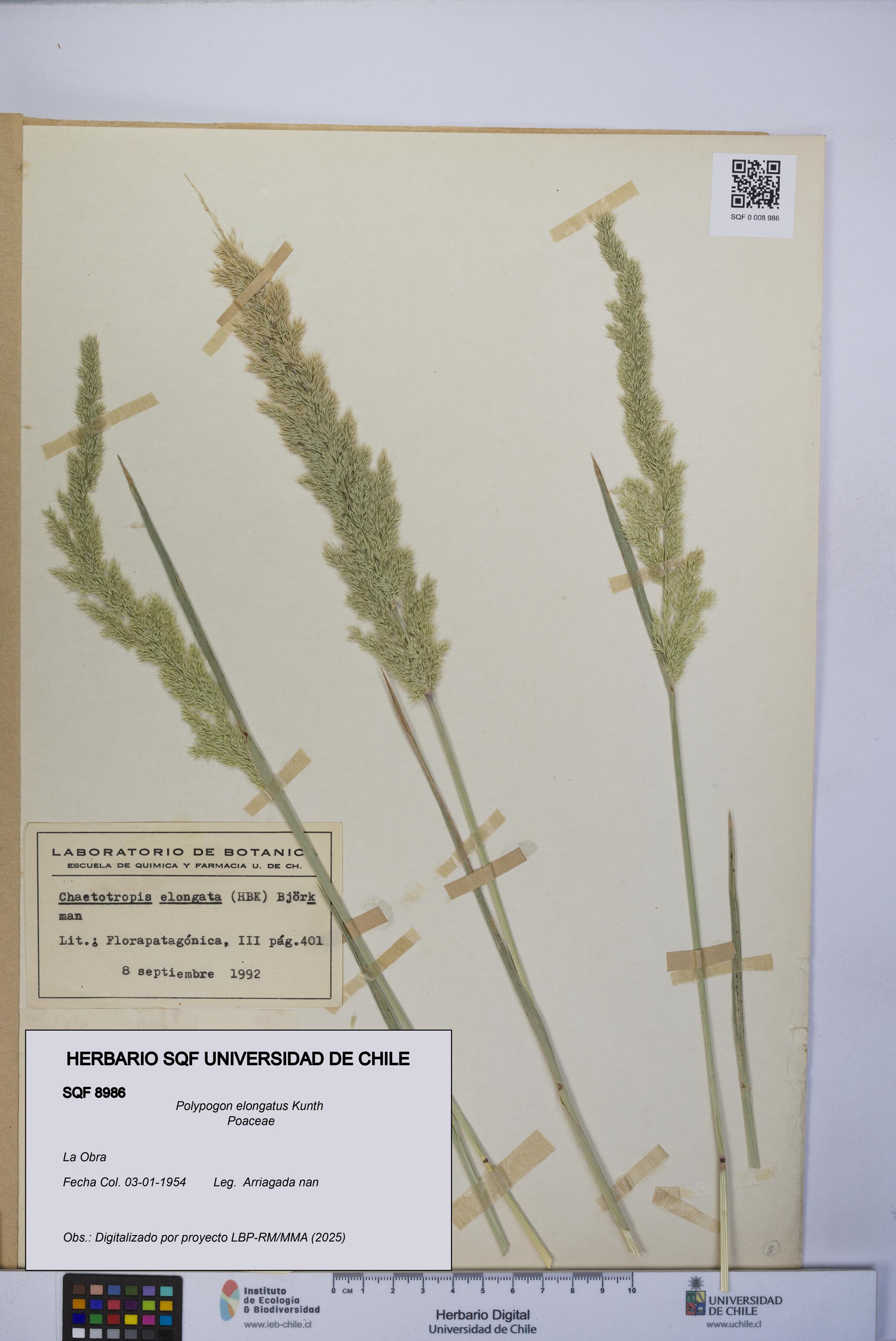 Polypogon elongatus [Espécimen: UCH:SQF:0008986]