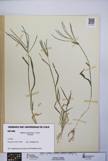 Digitaria sanguinalis [Espécimen: UCH:SQF:0008992]
