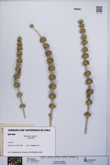 Marrubium vulgare [Espécimen: UCH:SQF:0009003]