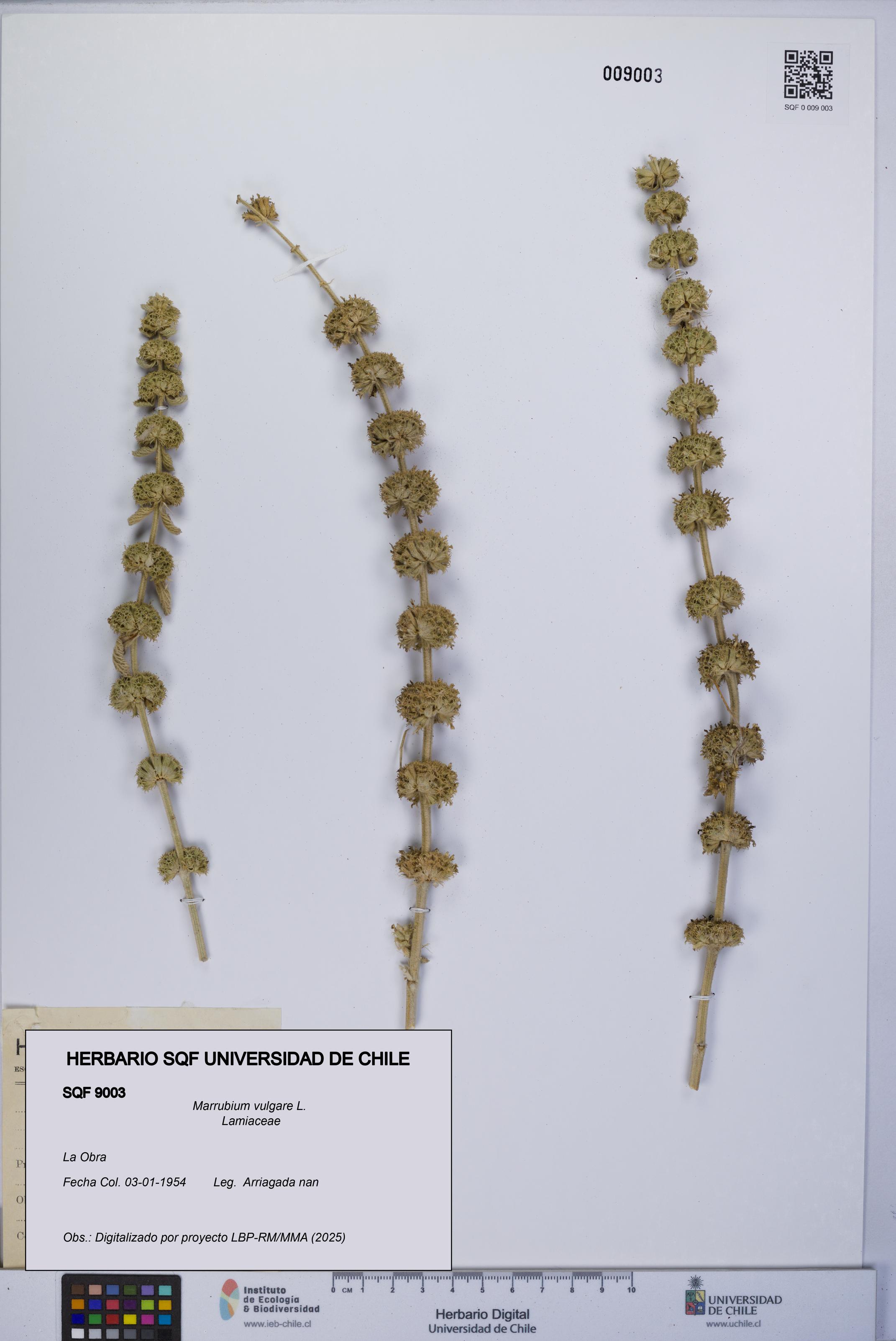 Marrubium vulgare [Espécimen: UCH:SQF:0009003]