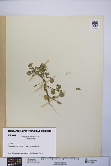 Nasturtium officinale [Espécimen: UCH:SQF:0009005]